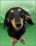 Quinn (little dachshund)